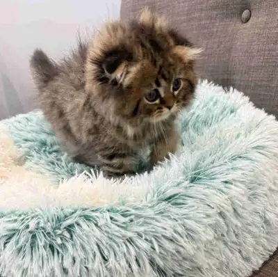 Luxurious Scottish Fold Baby Kittens , View more