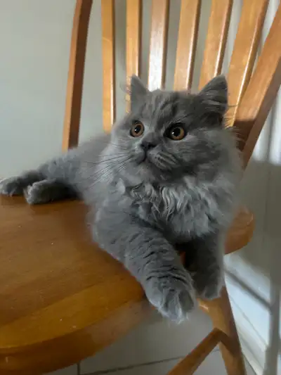 Scottish Straight Blue long-hair kittens CCA/AFC registered, View more