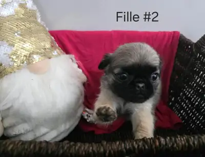 PUG puppies available 2 females vet check ready to go born oct 9, View more