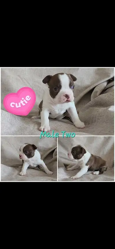 Beautiful Boston Terrier Puppies, View more