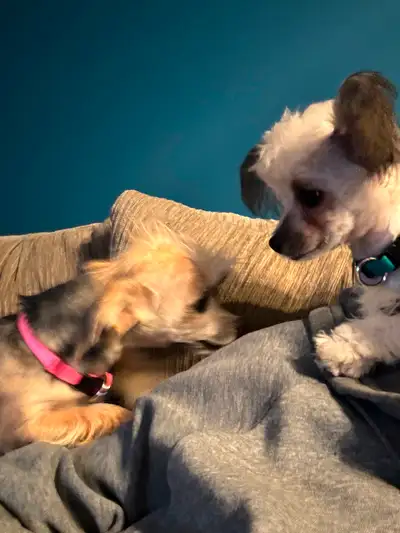 Bonded Pair of Chi-Chi’s, View more