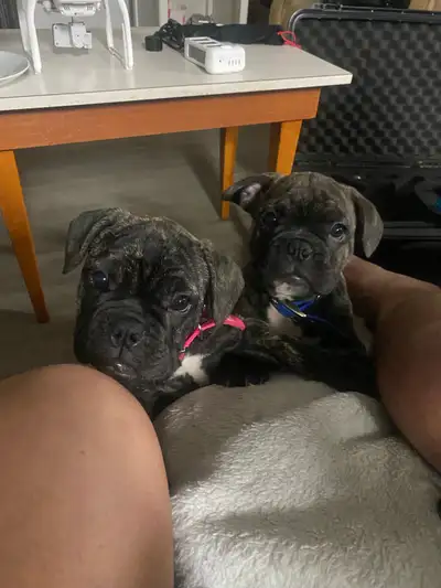 Beautiful Bulldog Puppies Ready To Go, View more