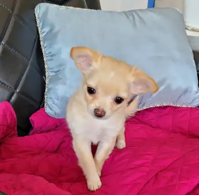 Long coat chihuahua puppies, View more