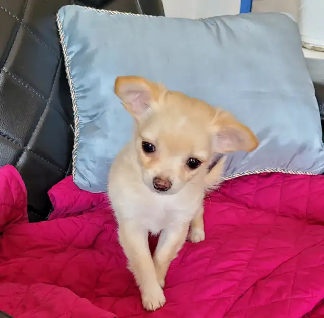 Long coat chihuahua puppies in Dogs & Puppies for Rehoming in Kitchener / Waterloo - Image 7