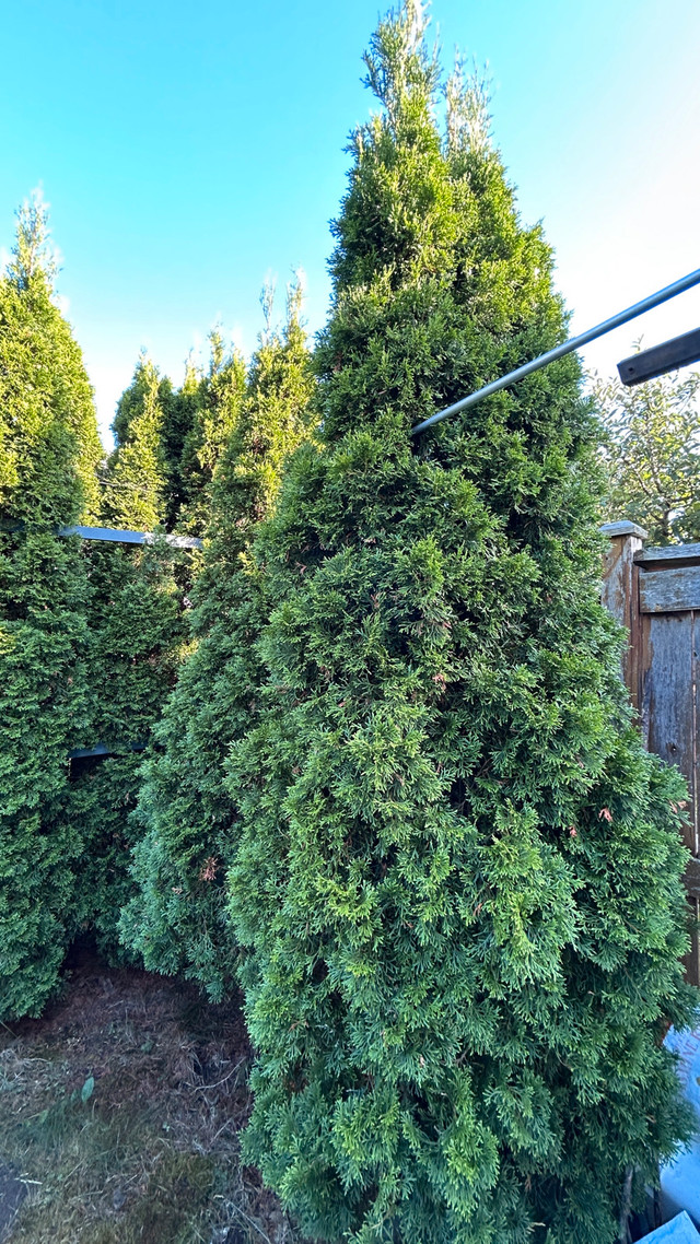 free live cedar trees in Free Stuff in Ottawa - Image 3