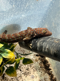 2 female tokay geckos 