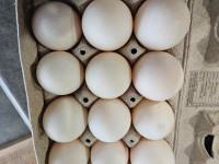 Duck Eggs