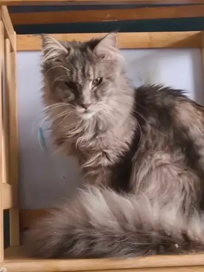 Maine Coon femelle affectueuse stériliser, View more