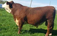 Purebred Polled Hereford Bull