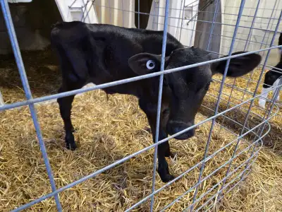 Bottle calves , View more