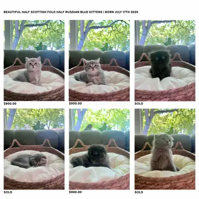 half scottish fold half Russian Blue for sale, View more
