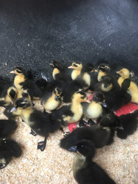 Ducklings for sale!