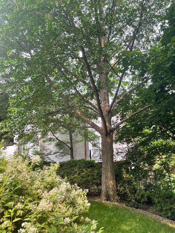 Tree trimming /tree pruning /tree cutting Lawn, Tree Maintenance