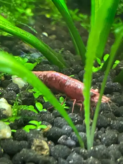 neo Caridana Painted Fire red, View more