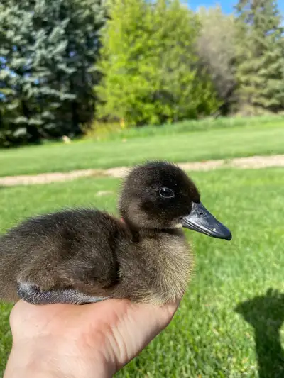 Pure Cayuga Ducklings, View more