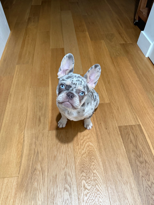 French Bulldog Merle - 7 months dans Chiens et chiots à adopter  à Ville de Montréal - Image 4