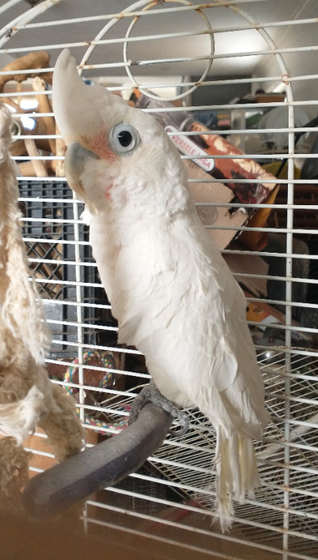 Goffin Cockatoo in Birds for Rehoming in Mississauga / Peel Region - Image 3