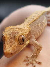 Beautiful crested gecko for sale!