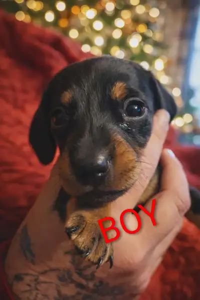 Miniature dachshunds, View more