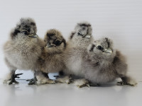 Chicks, Purebred Silkies