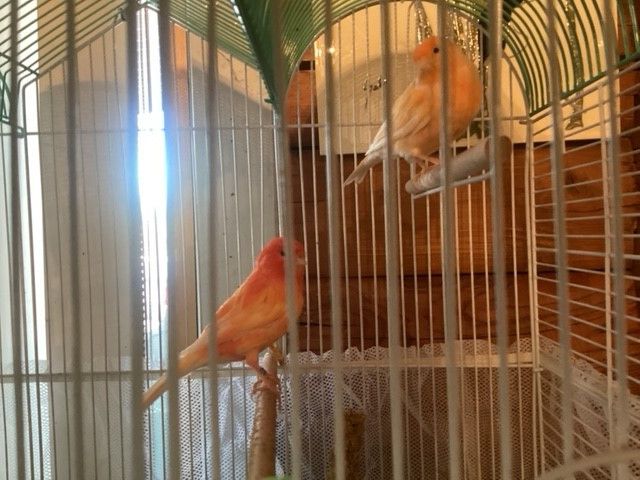 Canary Pair in Birds for Rehoming in Edmonton - Image 2