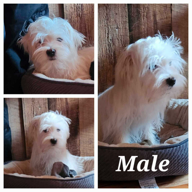 Adorable morkie puppies  in Dogs & Puppies for Rehoming in Belleville