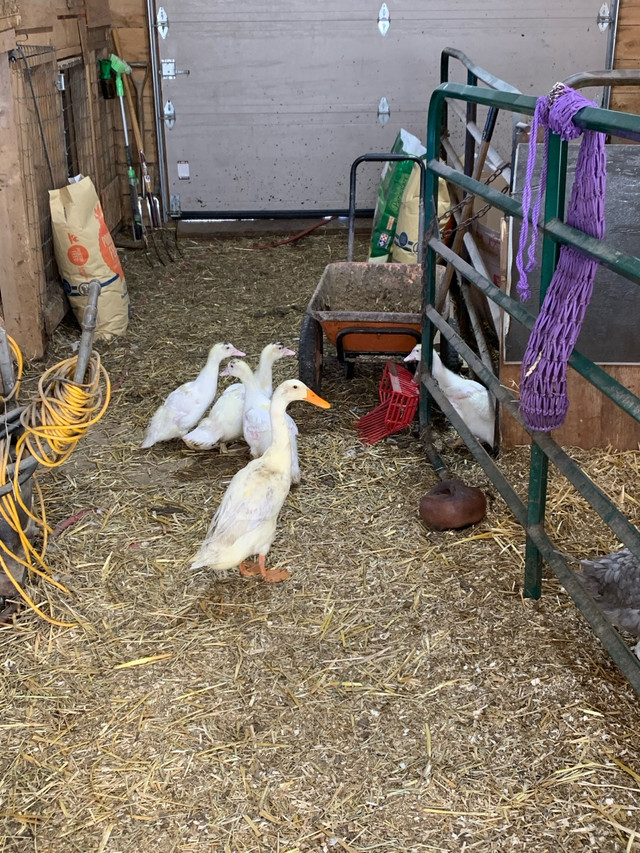 ducks for sale in Birds for Rehoming in Ottawa - Image 2