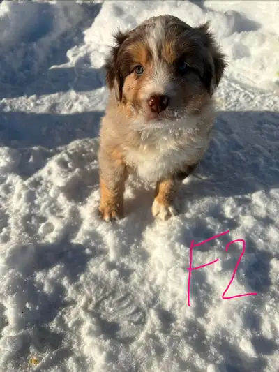 Chiots berger australien, View more