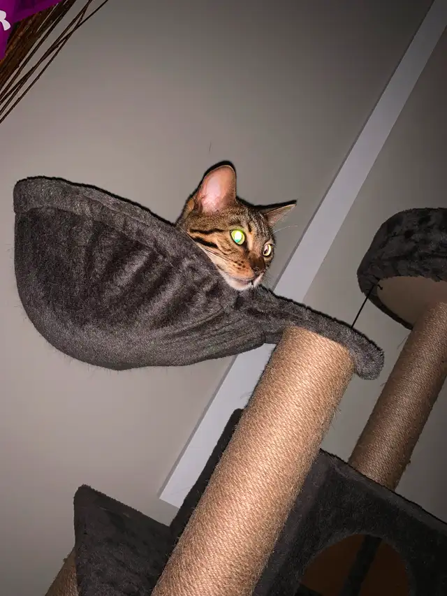 Chatte  de Bengal - Gisèle in Cats & Kittens for Rehoming in Laval / North Shore - Image 9