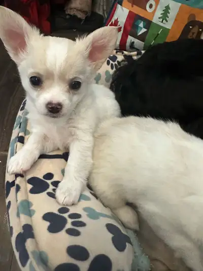 Our smallest male puppy is available late March. He will have a long white and cream coat. He is fri...