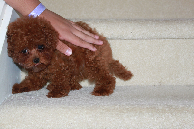 Adorable tiny TEA  teddy face red poodle puppies in Dogs & Puppies for Rehoming in Richmond - Image 4
