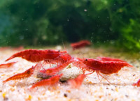 FISH SHRIMP and PLANTS FOR SALE