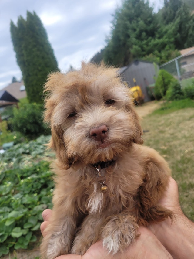 Cockapoo cross toy poodle puppies Dogs & Puppies for Rehoming