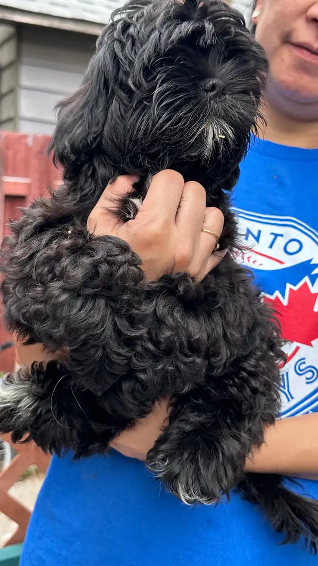 Shih tzu puppies 2 left in Dogs & Puppies for Rehoming in Vernon - Image 9