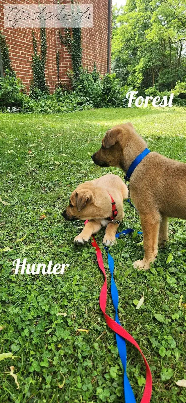 Adorable Puppies! Ready To Adopt Now! in Dogs & Puppies for Rehoming in Kitchener / Waterloo - Image 4