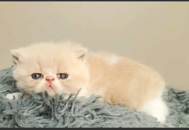Exotic Shorthair Cream & White tabby Girl in Cats & Kittens for Rehoming in Norfolk County - Image 2