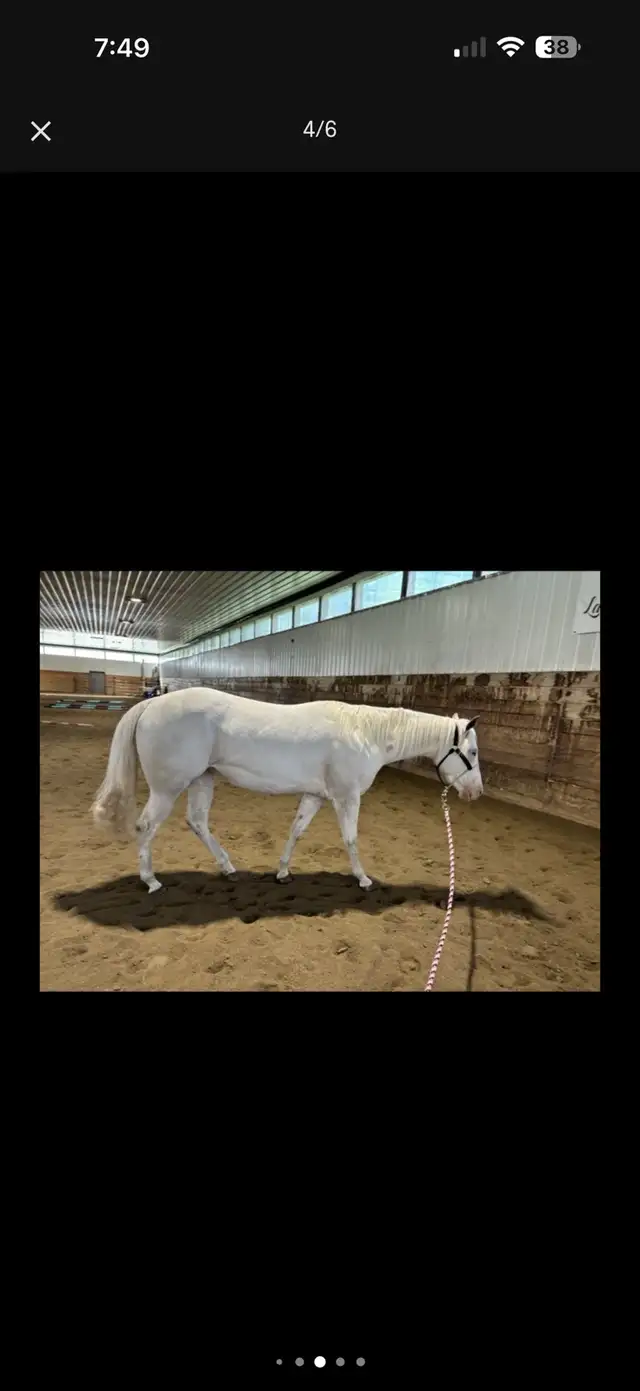 2022 Mare APHA  in Equestrian & Livestock Accessories in Red Deer - Image 5