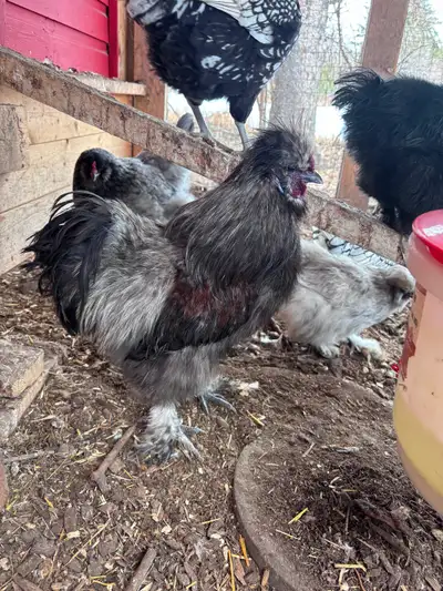 Two grey silkie roosters, free. Born last spring. Beach corner area. Must bring something to carry t...