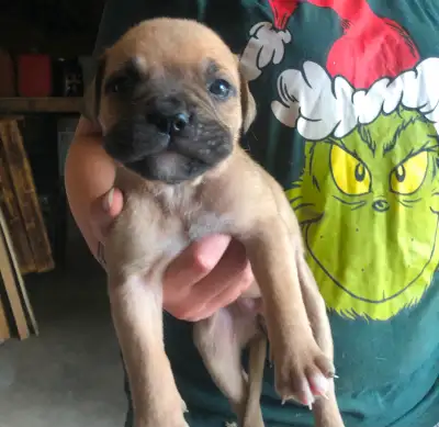 Mastiff/American Bulldog Puppies, View more