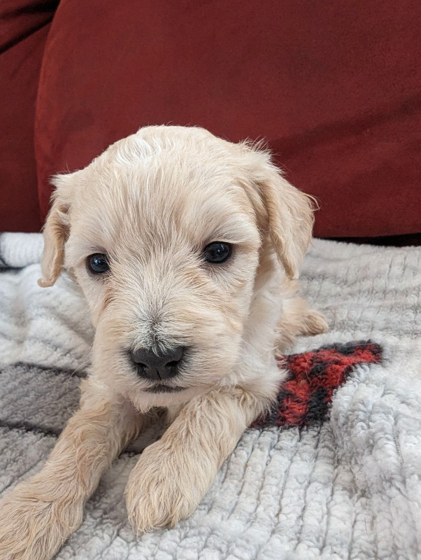 Maltipoo Puppies in Dogs & Puppies for Rehoming in City of Halifax - Image 2