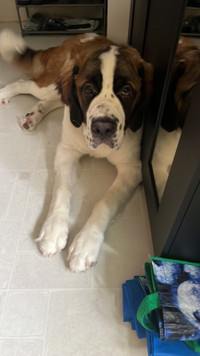 Saint Bernard for rehoming