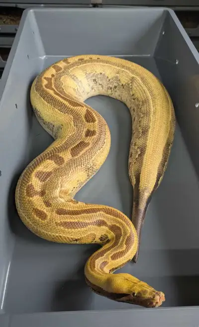 USCBB 2020 Cheetah Borneo Short Tail Python (Python breitensteini). Produced by Will Hooper at The B...