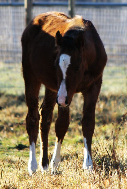 Bay Arabian Rabicano Show / Breeding Prospect. OLD Pedigree! in Horses & Ponies for Rehoming in Edmonton - Image 3