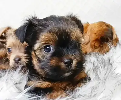 Tiny Yorkies with a Touch of Mini Pug!, View more