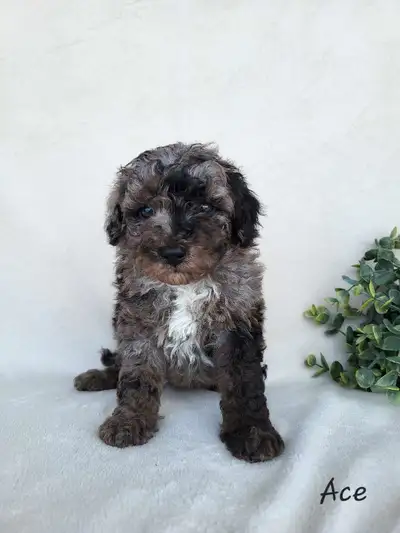 We're happy to announce Callie and Dusty's litter We have 3 males and 3 females looking for their fo...