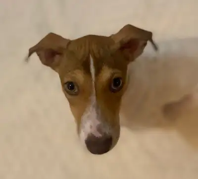 Rescue/Sauvetage - Puppy/Chiot - AVELLANA, View more