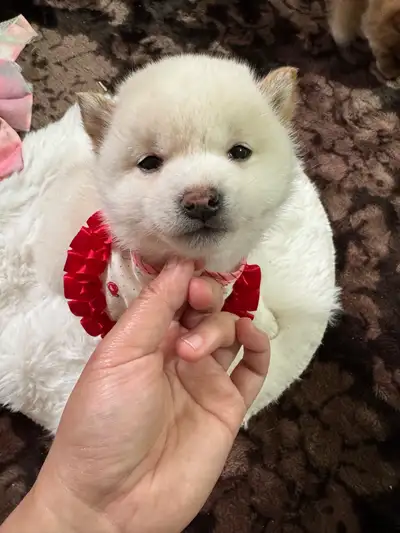 Registered Purebred Japanese Mame mini Shiba Inu puppy, View more