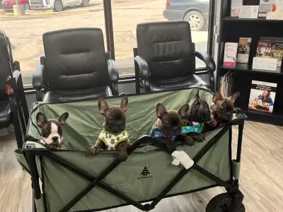 Born April 18, ready to go now! 2 sweet boys left! Dewormed x3 Vet checked, started on vaccinations....