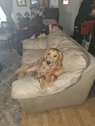Rehoming 19 mth Golden retriever, View more