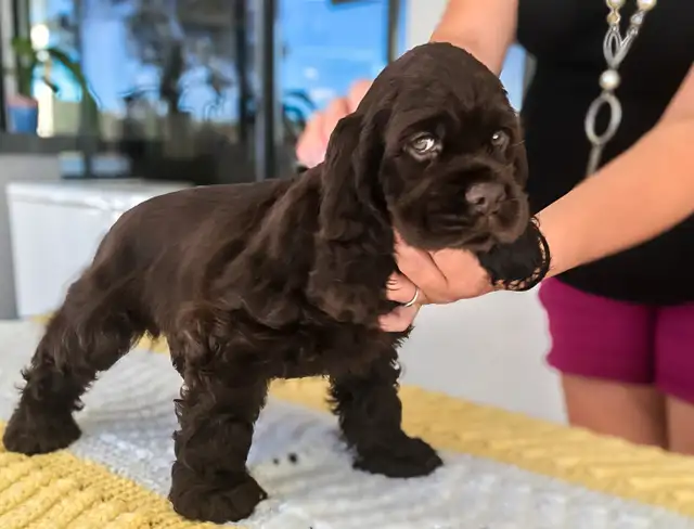 Canadian Cocker Spaniel Purebreed Puppies for RESERVATION!!!!! in Dogs & Puppies for Rehoming in St. Catharines - Image 5